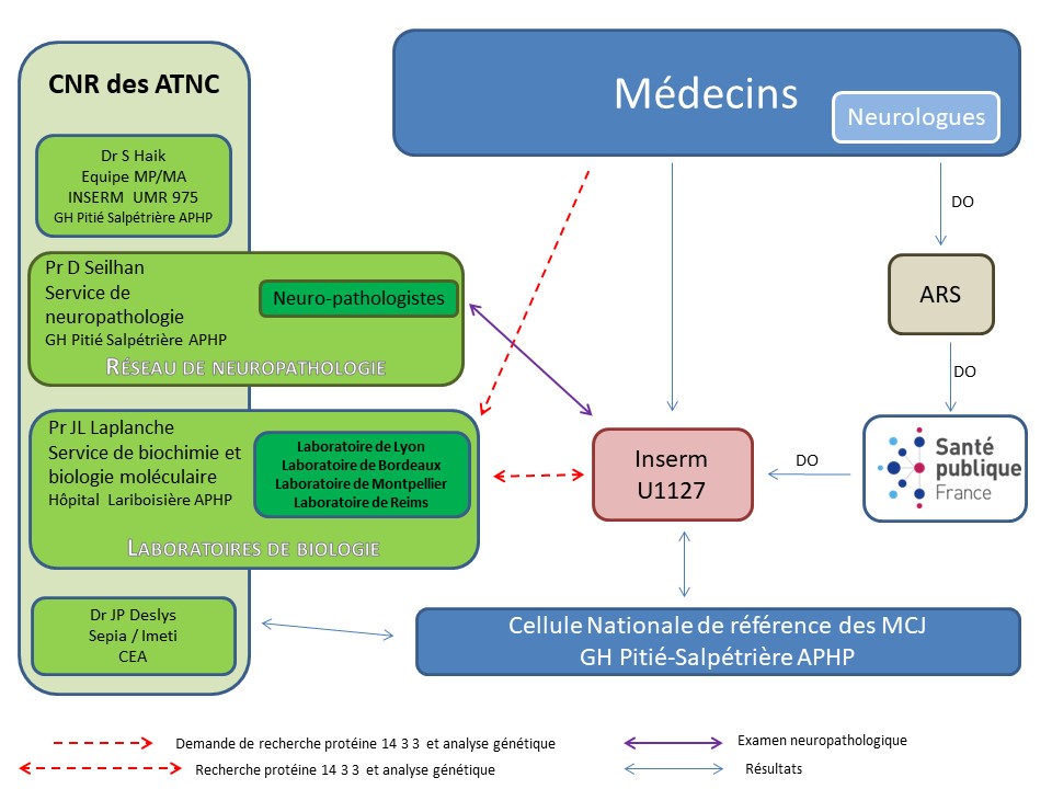 Schéma des liens entre les différents partenaires du Réseau national de surveillance des MCJ et des maladies apparentées